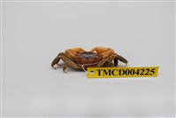 藏品(秀麗長方蟹)的圖片